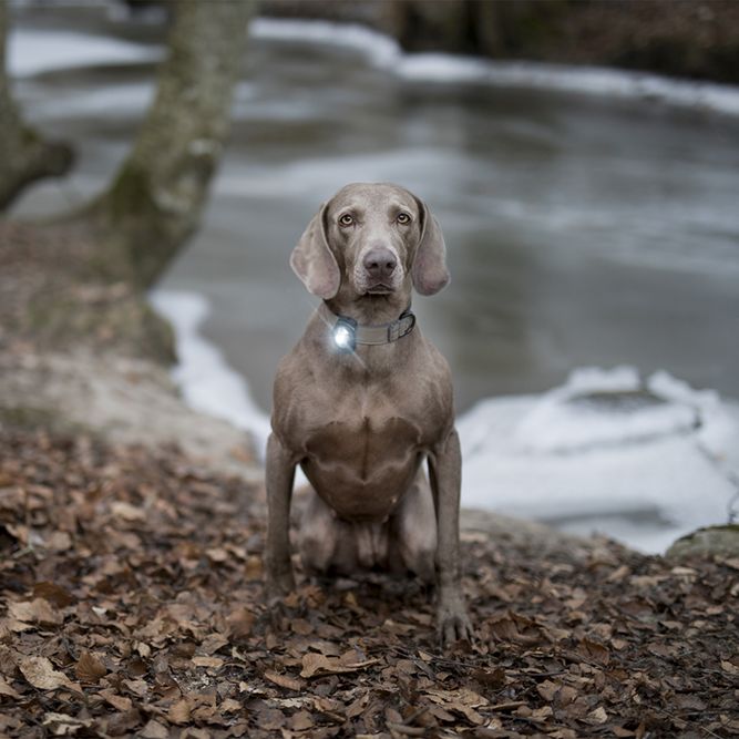 Orbiloc Dog Dual Sicherheitslicht für Hunde