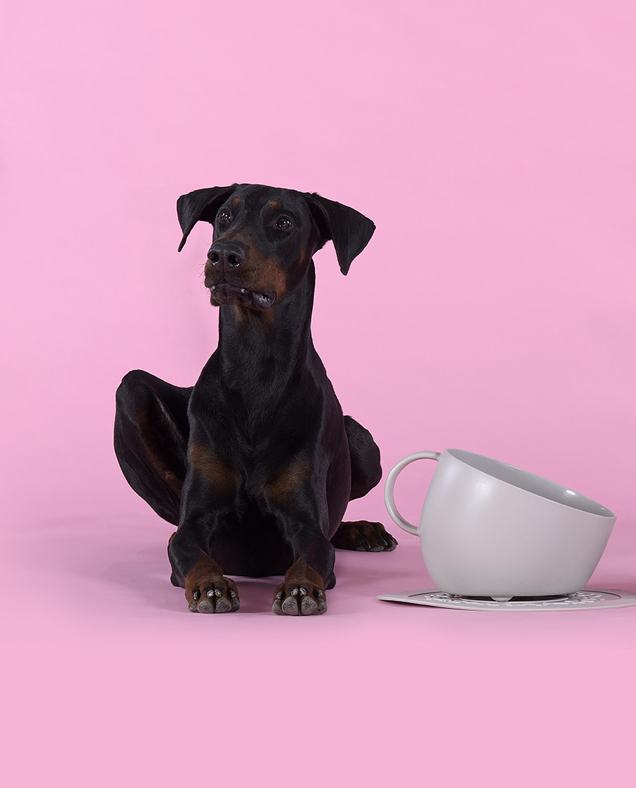 Set Cup Futternapf
