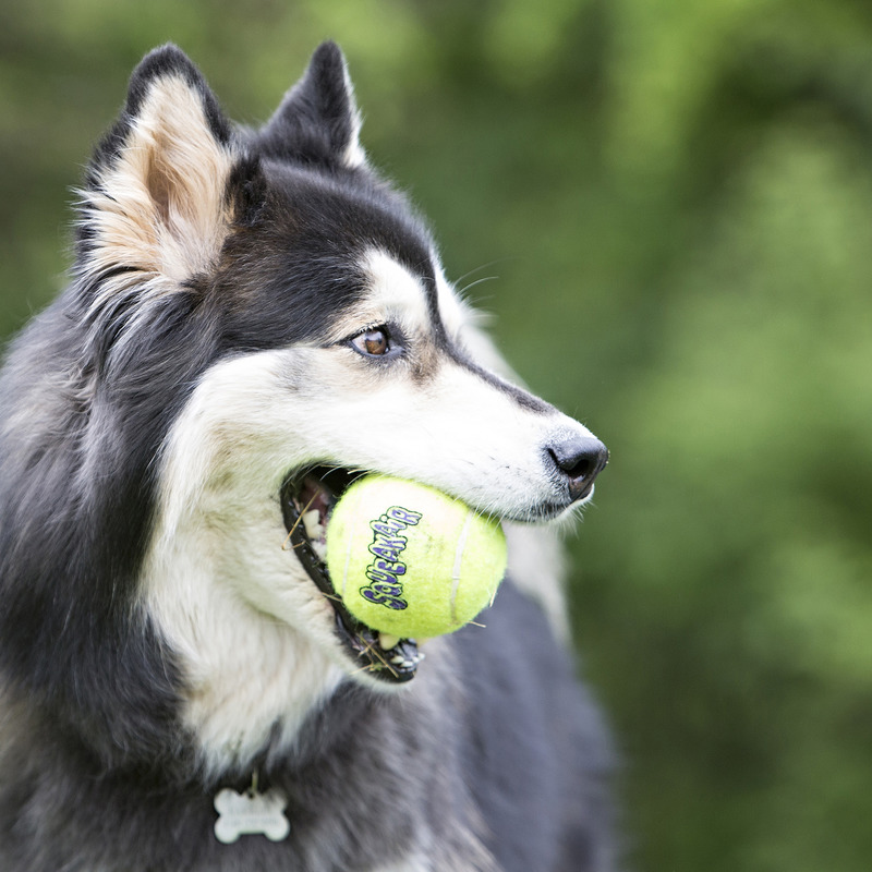 KONG AirDog Squeaker Tennis Bälle 3-er Pack