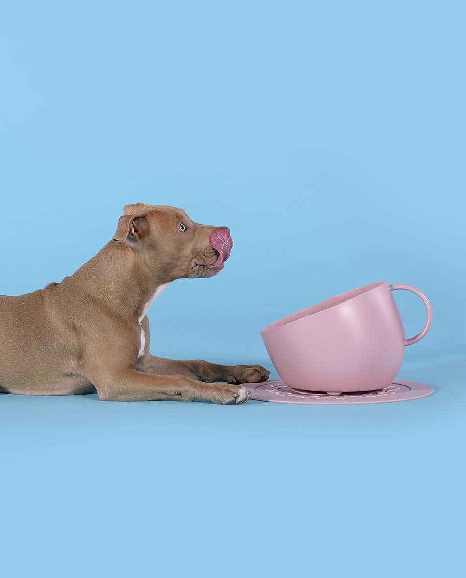 Set Cup Futternapf