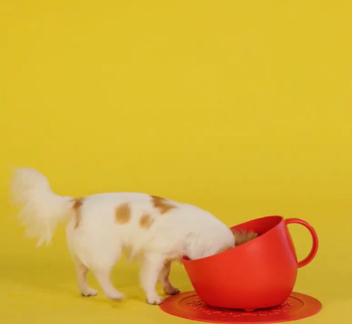 Set Cup Futternapf